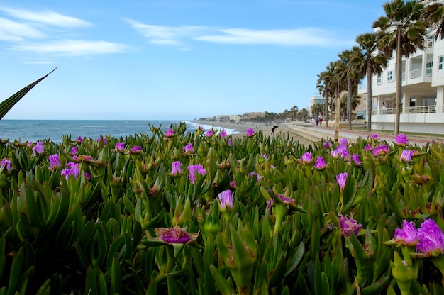 Roquetas de Mar はアルメリア アンダルシア スペインの海岸の町です。