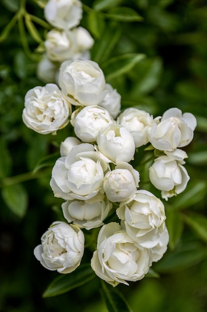 Rosa banksiae 또는 Lady Banks 장미 정원 디자인의 흰색 장미