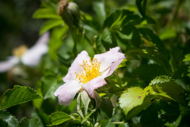 Rosa canina (hond nam toe) roze bloem op een struik