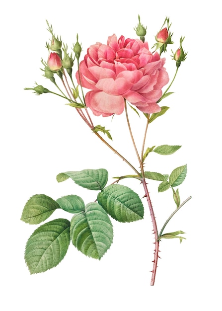 Rosa Centifolia Anglica Rubra прозрачная png