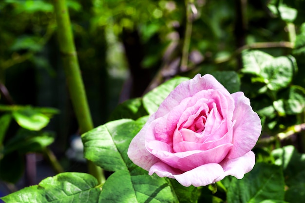Rosa Centifolia flower closeup