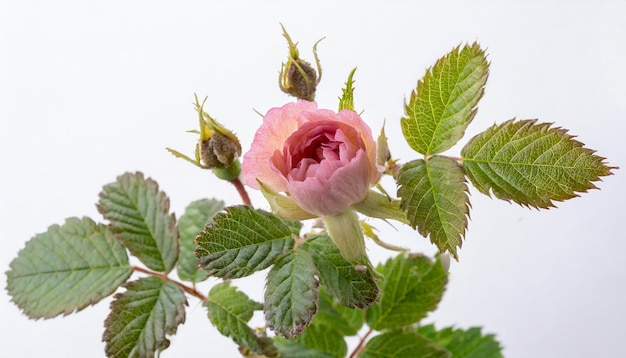 사진 백색 바탕에 분리된 rosa centifolia foliacea