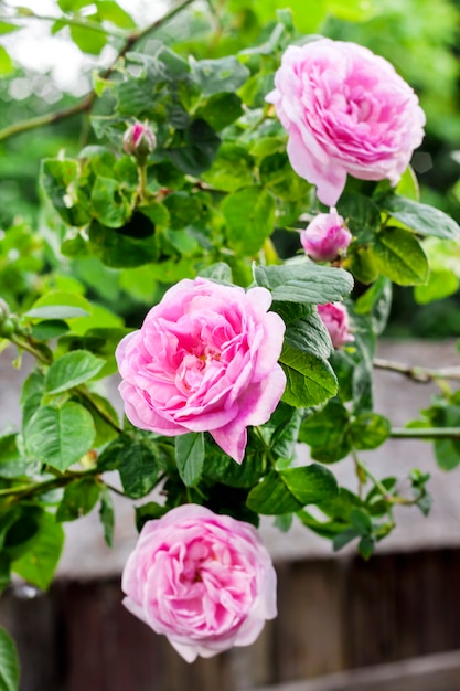 Роза Сентифолия (Rose des Peintres) цветок крупным планом