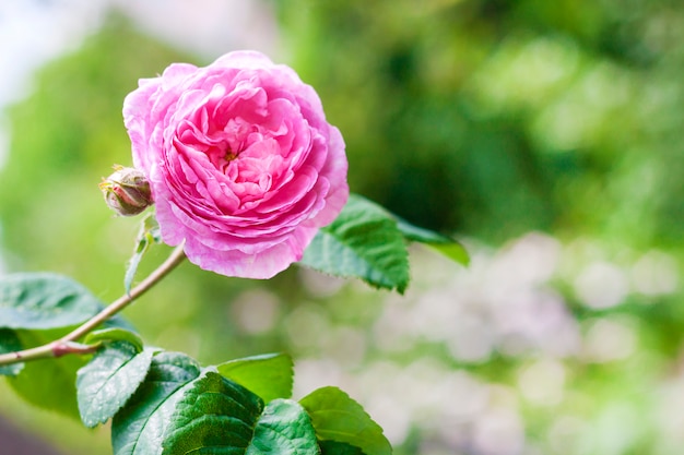 ローザセンティフォリア（Rose des Peintres）の花のクローズアップ