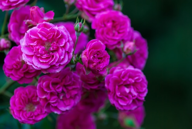 Rosa Elmshorn - rich magenta-pink roses