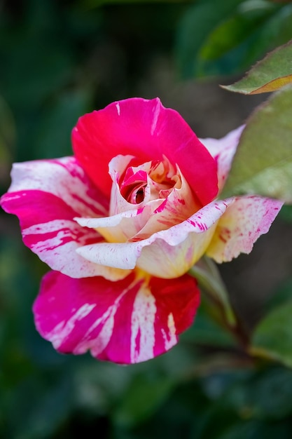 Rosa gallica of Franse roos roze gele bloem in het tuinontwerp