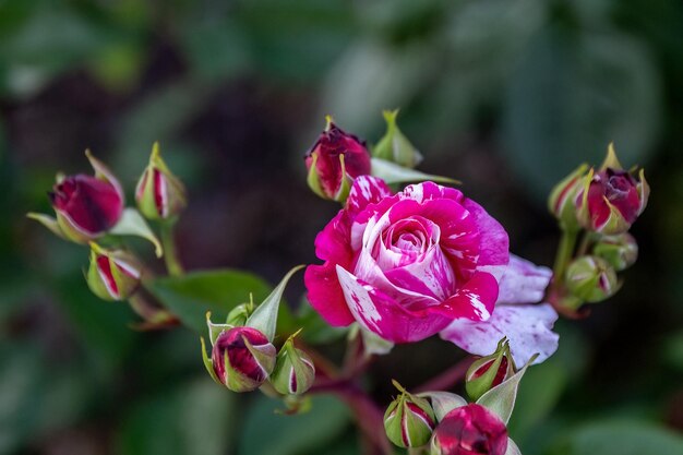 Rosa gallica of Franse roos roze gele bloem in het tuinontwerp