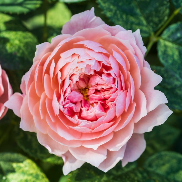 Foto rosa lucieae de herdenkingsroos is een soort roos die inheems is in oost-azië