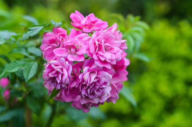 Rosa multiflora in the gardne