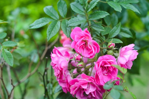 Rosa multiflora in the gardne