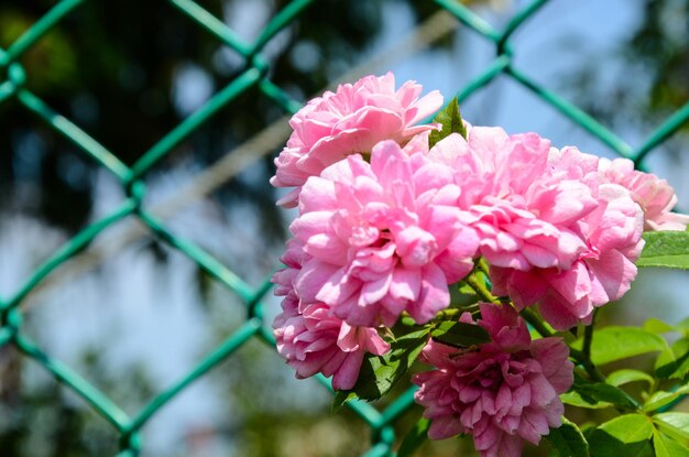 Rosa multifloraMultiflora roos