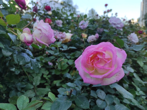 Rosa Peace or pink roses is a terrific Hybrid Tea rose with fragrant.