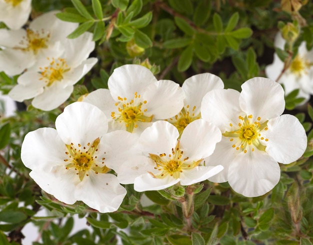 Rosa pimpinellifolia in studio