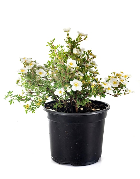 Rosa pimpinellifolia in studio