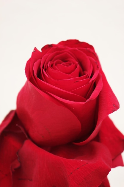 Photo rosa rojo pasion