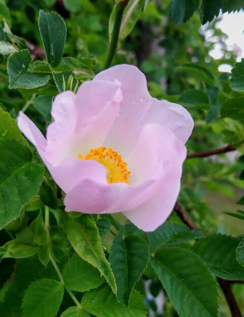 Rosa roschen im regen