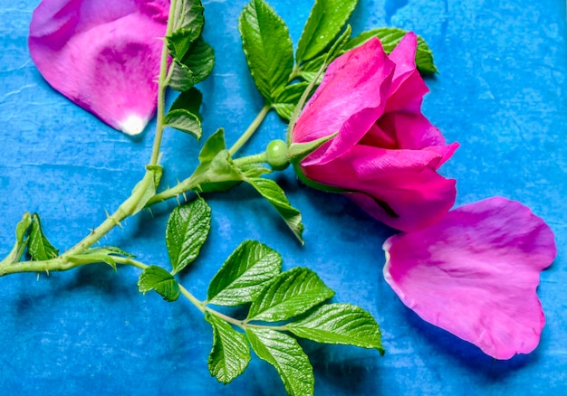 Rosa rugosa Rubra 블루 빈티지 배경에 장식용 장미 엉덩이의 아름다운 꽃