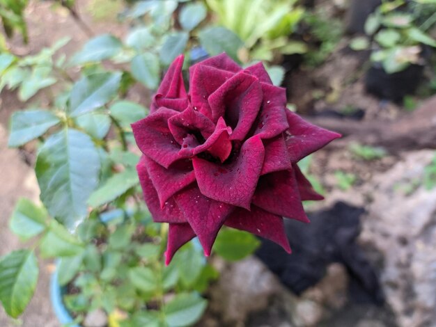 Rosamister lincoln also known as mr lincoln is a dark redhybrid tea rosecultivar bred by herbert swim and weeks rose growers in 1964