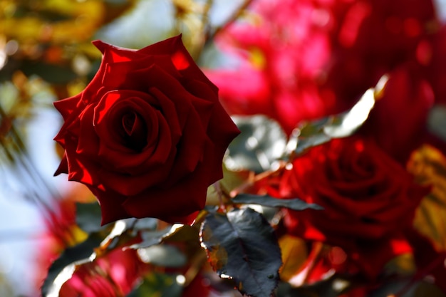 Foto rosas rojo intenso