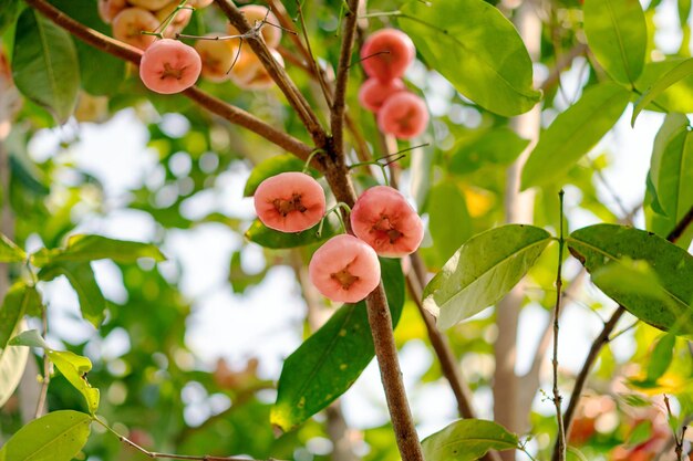 Mela rosa sull'albero nel giardino