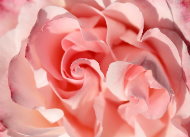 Rose background close up