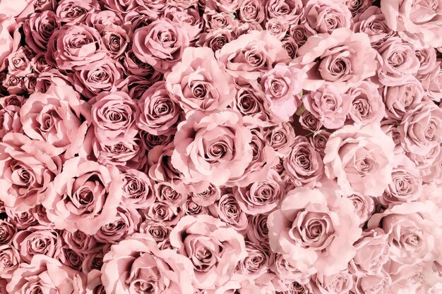 Rose background