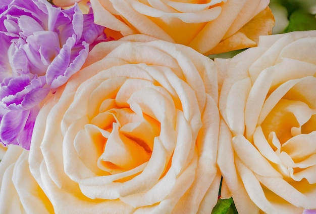 Rose beige bloemblaadjes van bloemknoppen in boeket close-up