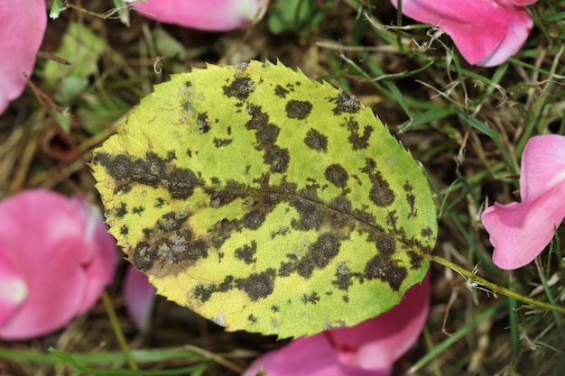 Diplocarpon rosae 菌によるバラ黒点病。葉に黒い斑点。