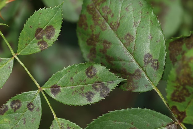 Photo the rose black spot disease caused by the fungus diplocarpon rosae. damaged rose plant.