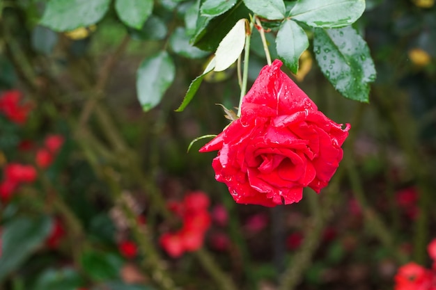 Rose blooming in garden.