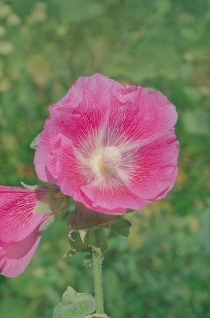 Rose blooming hollyhock Pink beautiful hollyhock blooming