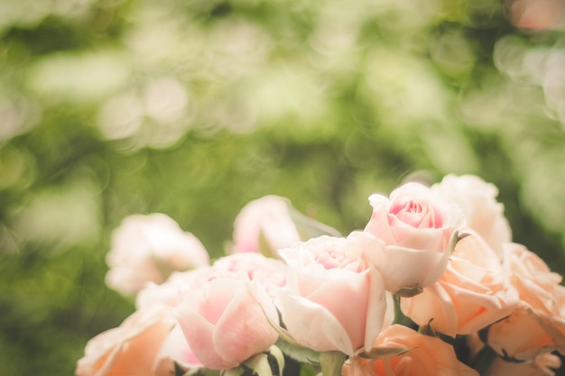 夏の庭に咲くバラピンクのバラの花が屋外で育つ