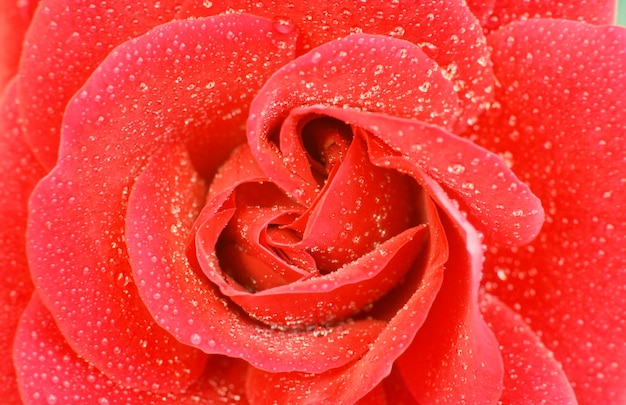 Photo rose bloosom detail with drops of water