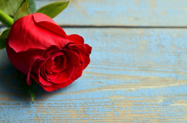 Rose on blue wooden background for Valentine's Day with copy space.