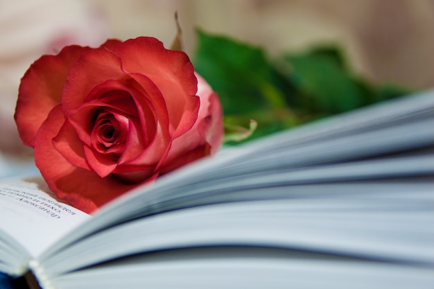 Роза и книга