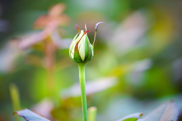 Rose bud close-up op een struik in de tuin, de achtergrond is wazig