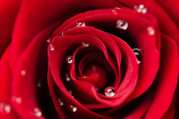 Foto rose bud in dew drops close-up vista dall'alto.