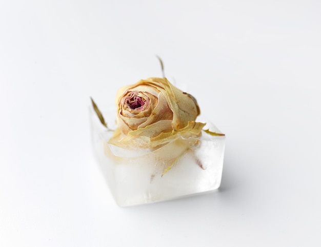 ホワイト・アイソレートの氷の立方体にバラの芽