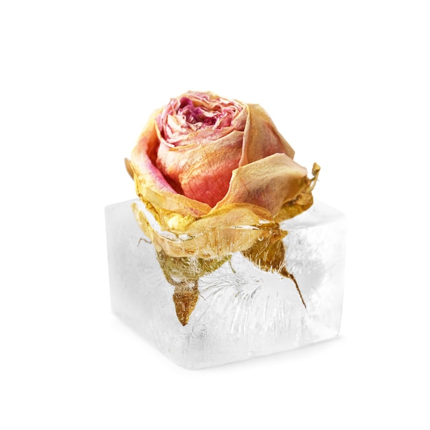 Rose bud in ice cubes on white isolated