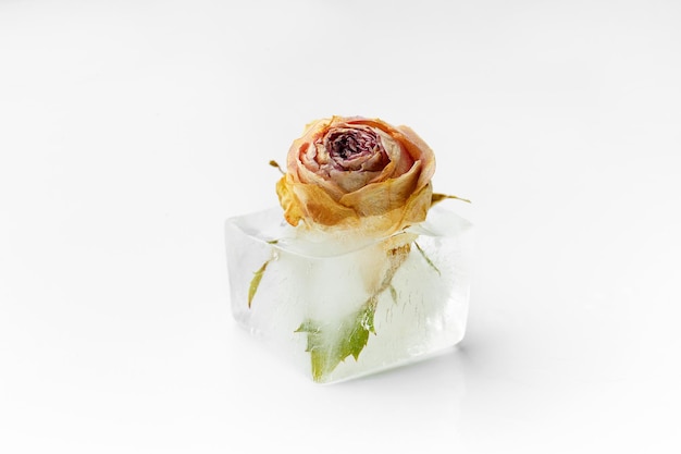 Rose bud in ice cubes on white isolated