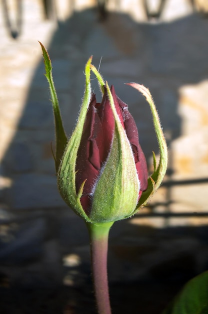 A rose bud is open to the sun