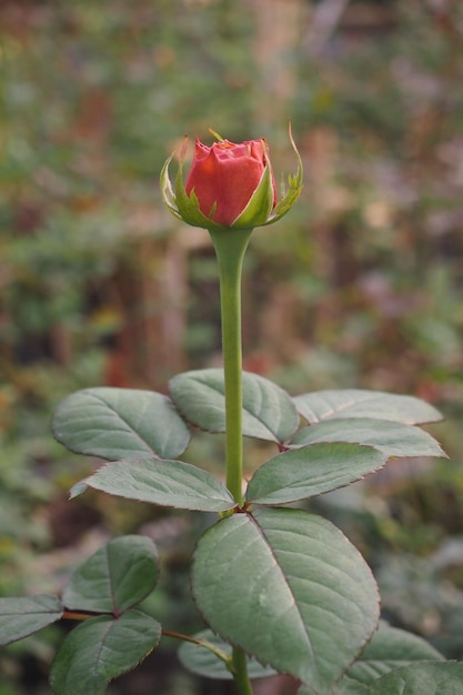 A rose bud is open to the sun