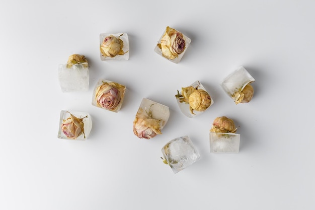 Rose buds in ice cubes on white isolated top view