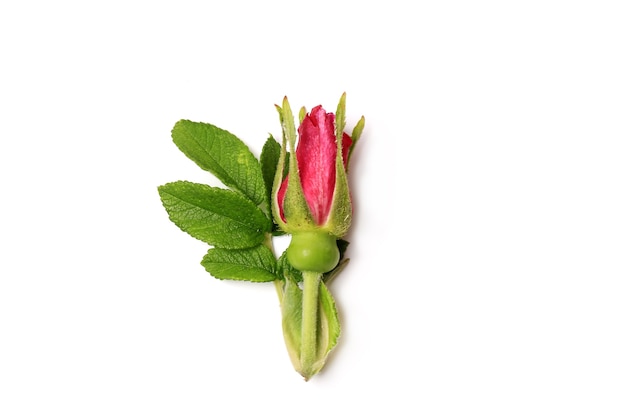 Boccioli di rosa isolati su sfondo bianco romance