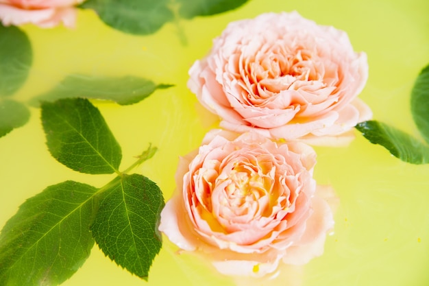 Rose buds and leaves in yellow water in bath