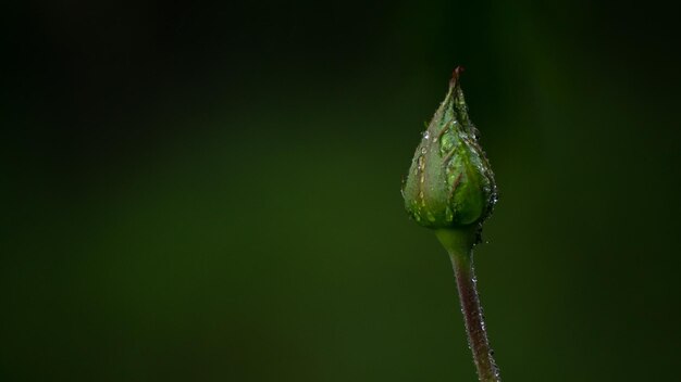 写真 水滴とバラのつぼみ