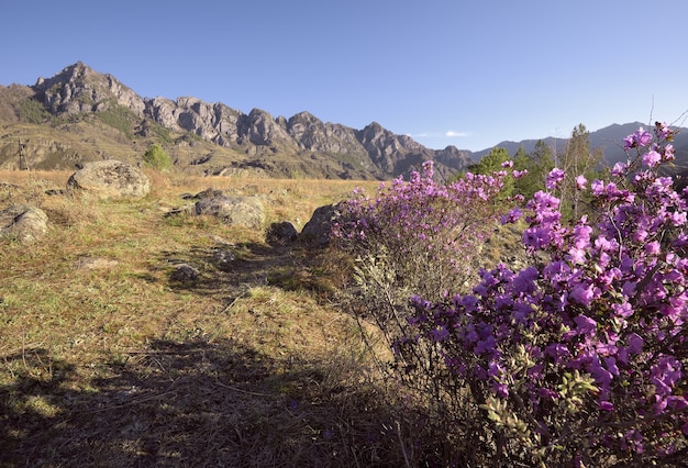 A rose Bush blooming of maralnik in a mountain valley bathed in mornings Golden light