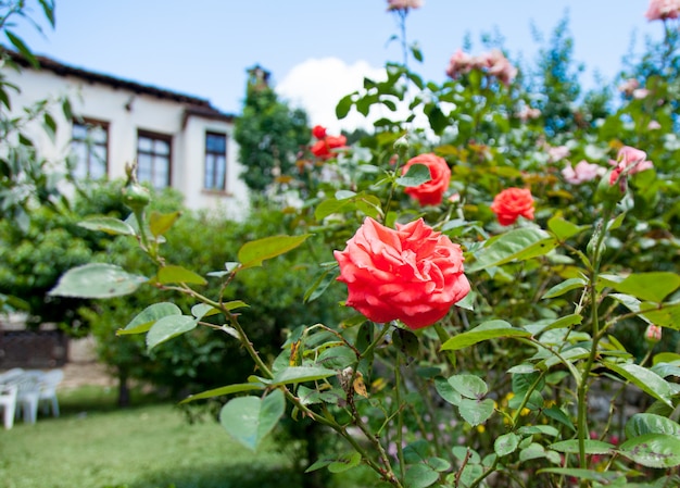 ギリシャのバラの茂み