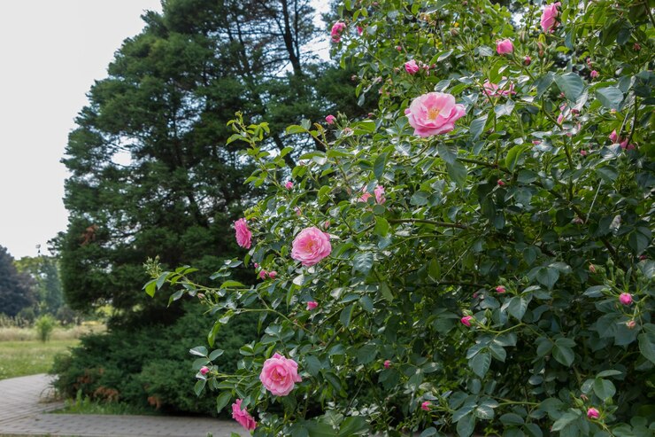 Photo 植物園の夏の日のバラの茂みピンクの新鮮な美しい茂みのバラ