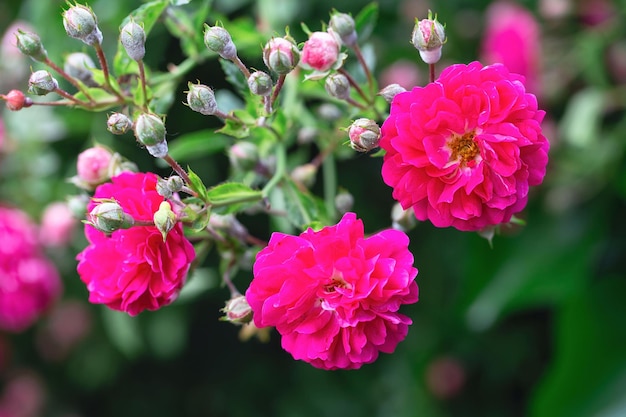 写真 バラの茂み 庭のピンクのバラ 公園の赤いバラの茂み 繊細な花 バラの茂みの花の背景のヘッジ